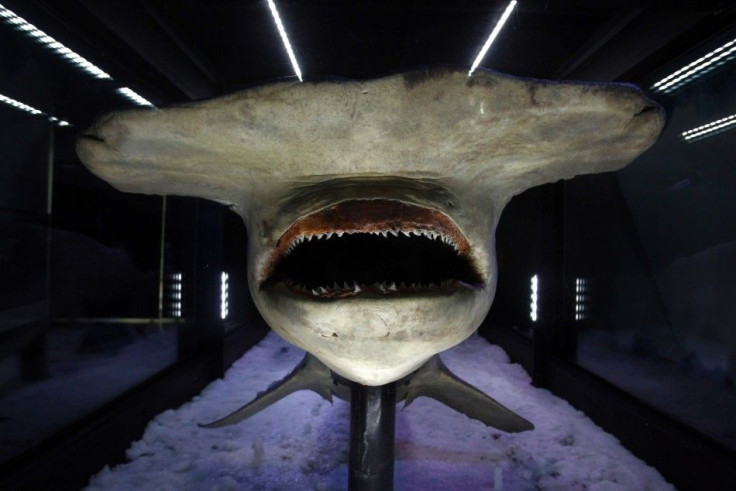 A 4.5m frozen Great Hammerhead Shark is seen at Melbourne Aquarium