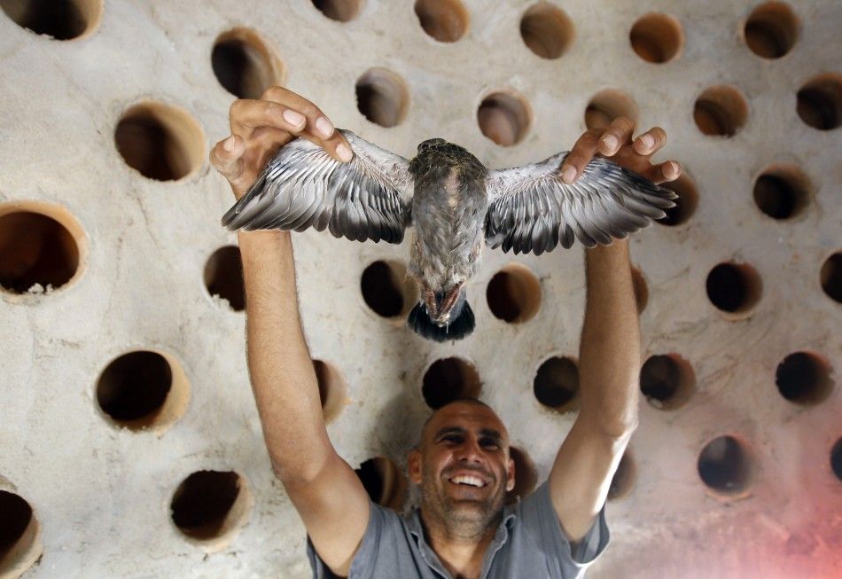 An anti-Gaddafi fighter holds a pigeon in a pigeon farm in Gaddafi house compound in Assdada Fort