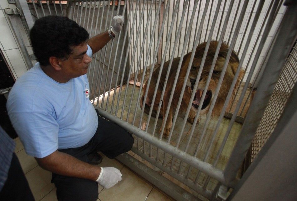 A member of Animal Charity Four Paws looks at a lion belonging to Muammar Gaddafis son Al-Saadi