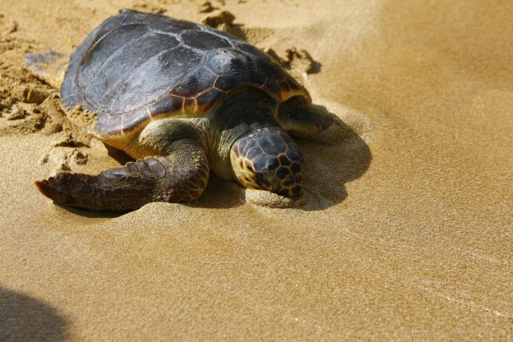 Sea Turtle