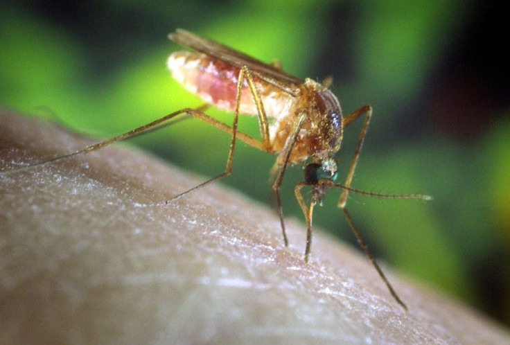 - UNDATED PHOTO - A Culex quinquefasciatus mosquito is shown in this undated photograph on a human f..