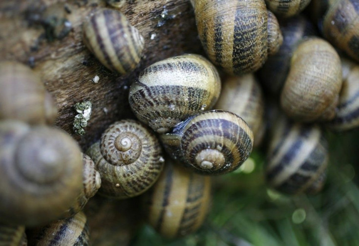 To match feature BULGARIA-SNAILS/