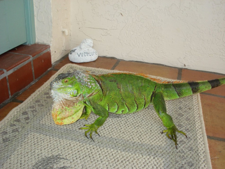 Florida&#039;s reptile problem