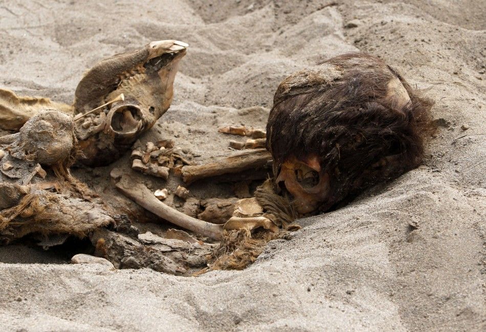 The remains of a child and a camelid are seen, part of the 42 children and 74 camelids remains unearthed that were sacrificed approximately 800 years ago in the fishing town of Huanchaquito, Trujillo