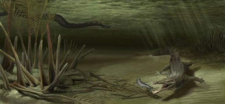 Giant Ancient Crocodile Uncovered in Colombia