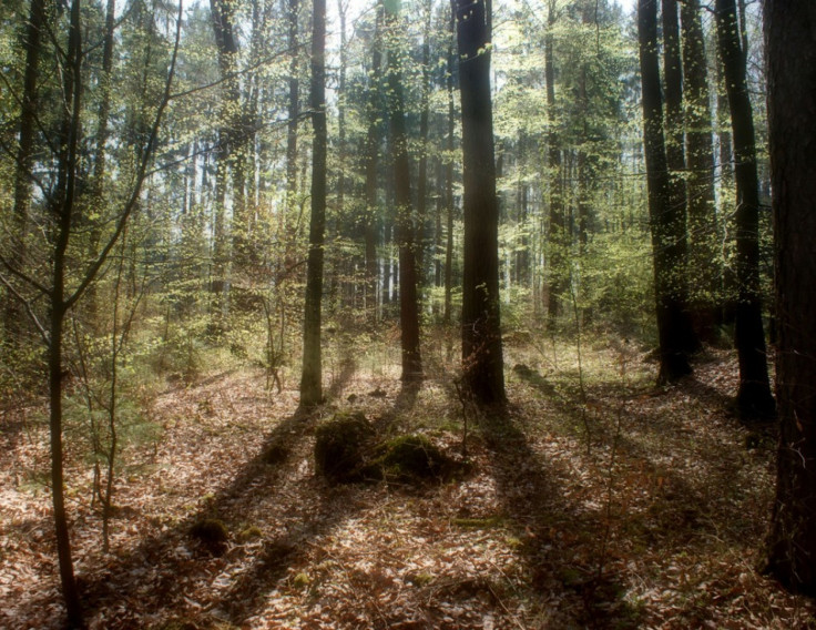German Forest 1