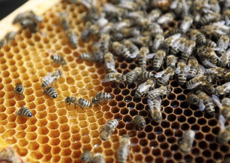 Pesticides Crashes Bee Hives Population