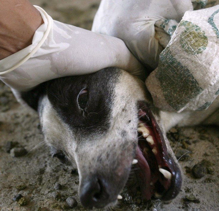 Officers from Indonesia&#039;s Agriculture Quarantine Agency prepare to euthanise a rabid dog in Banyuwangi, East Java province of Indonesia