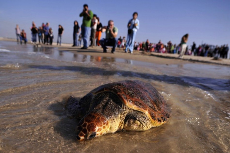 A loggerhead sea turtle named Chompy is released back into the wild at the Beit Yannai beach near Netanya