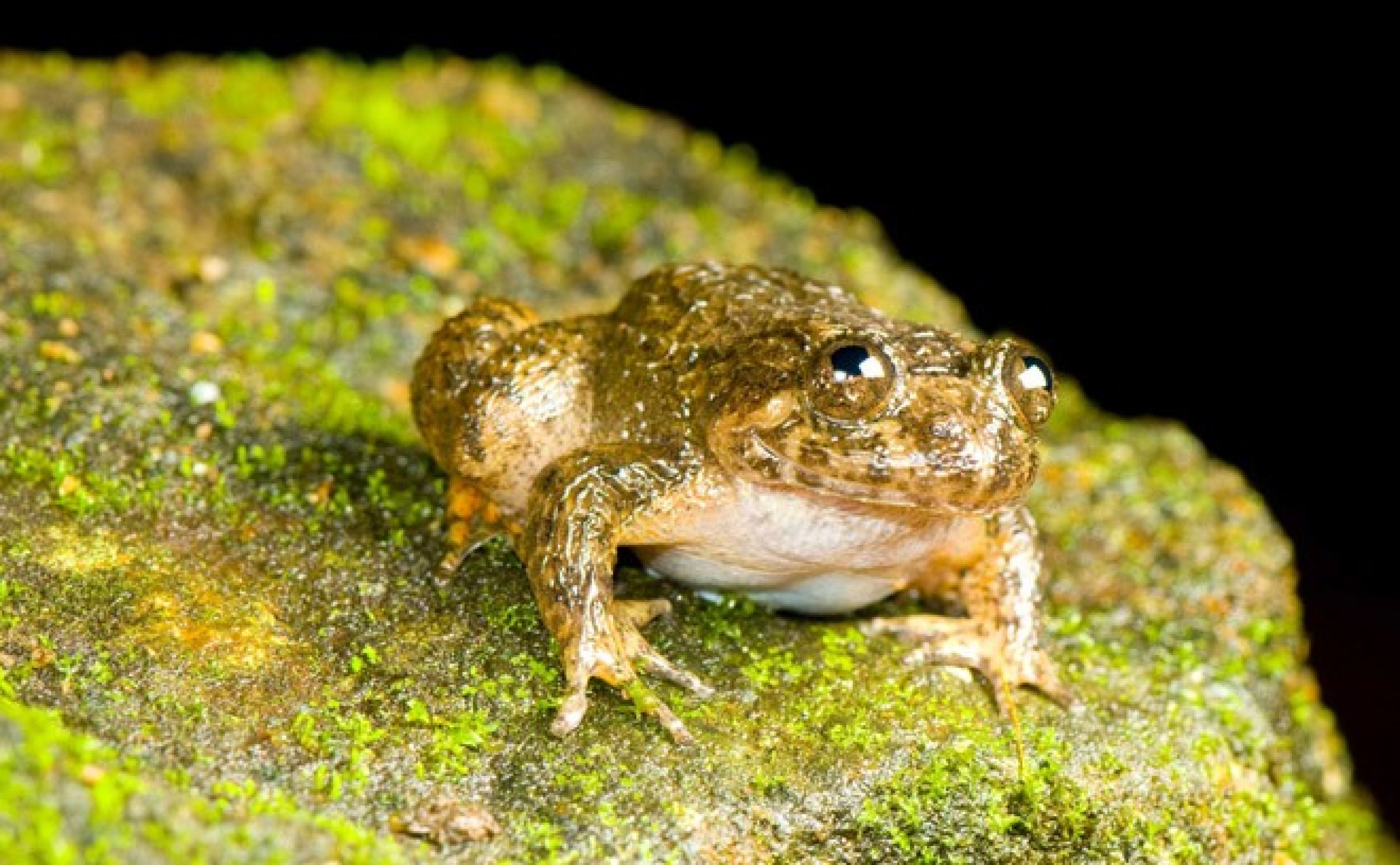 Coorg night frog