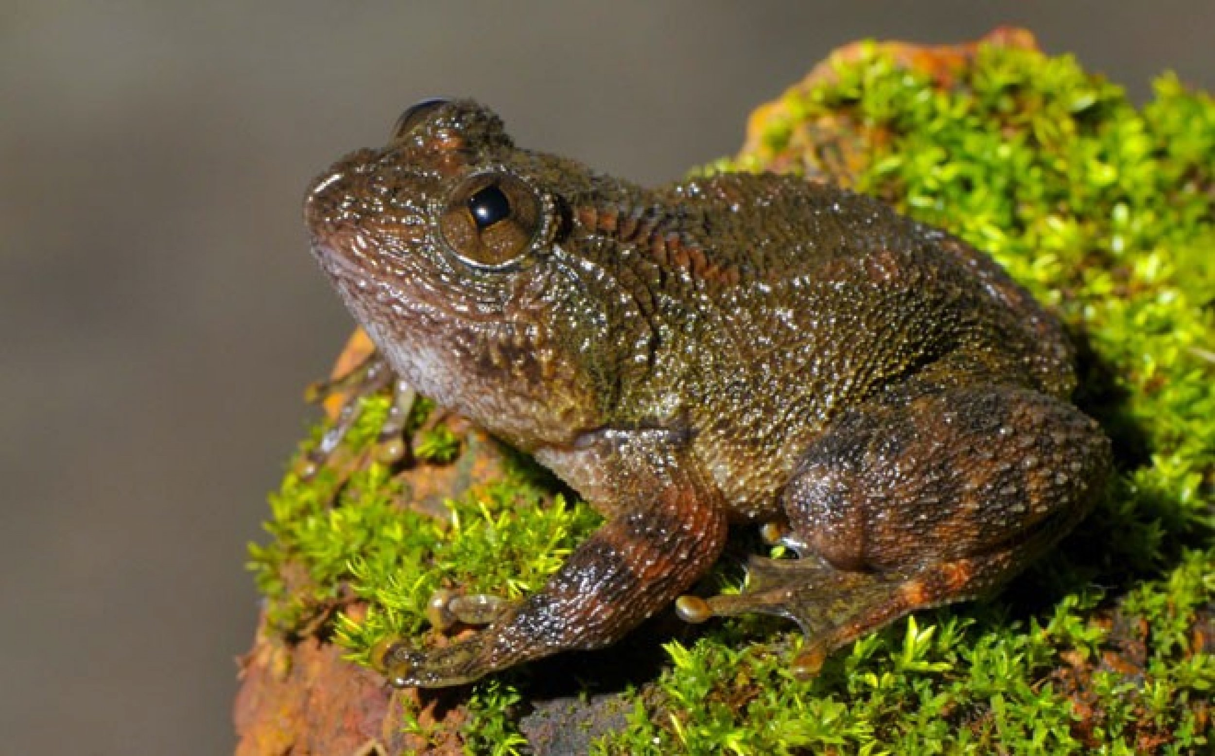 Daniels night frog