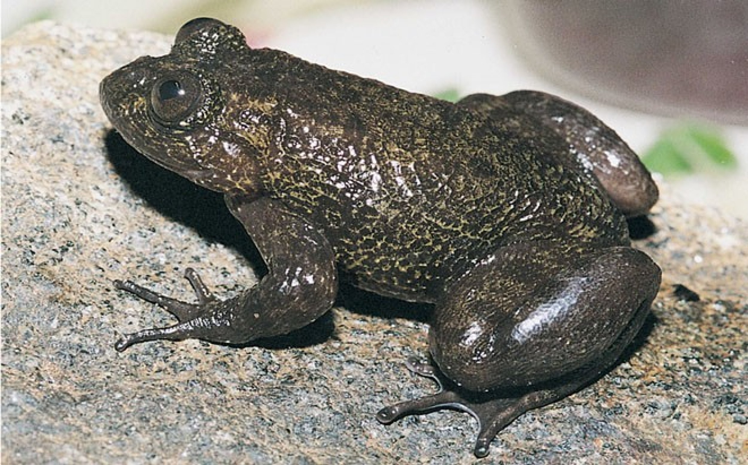 Indraneils night frog