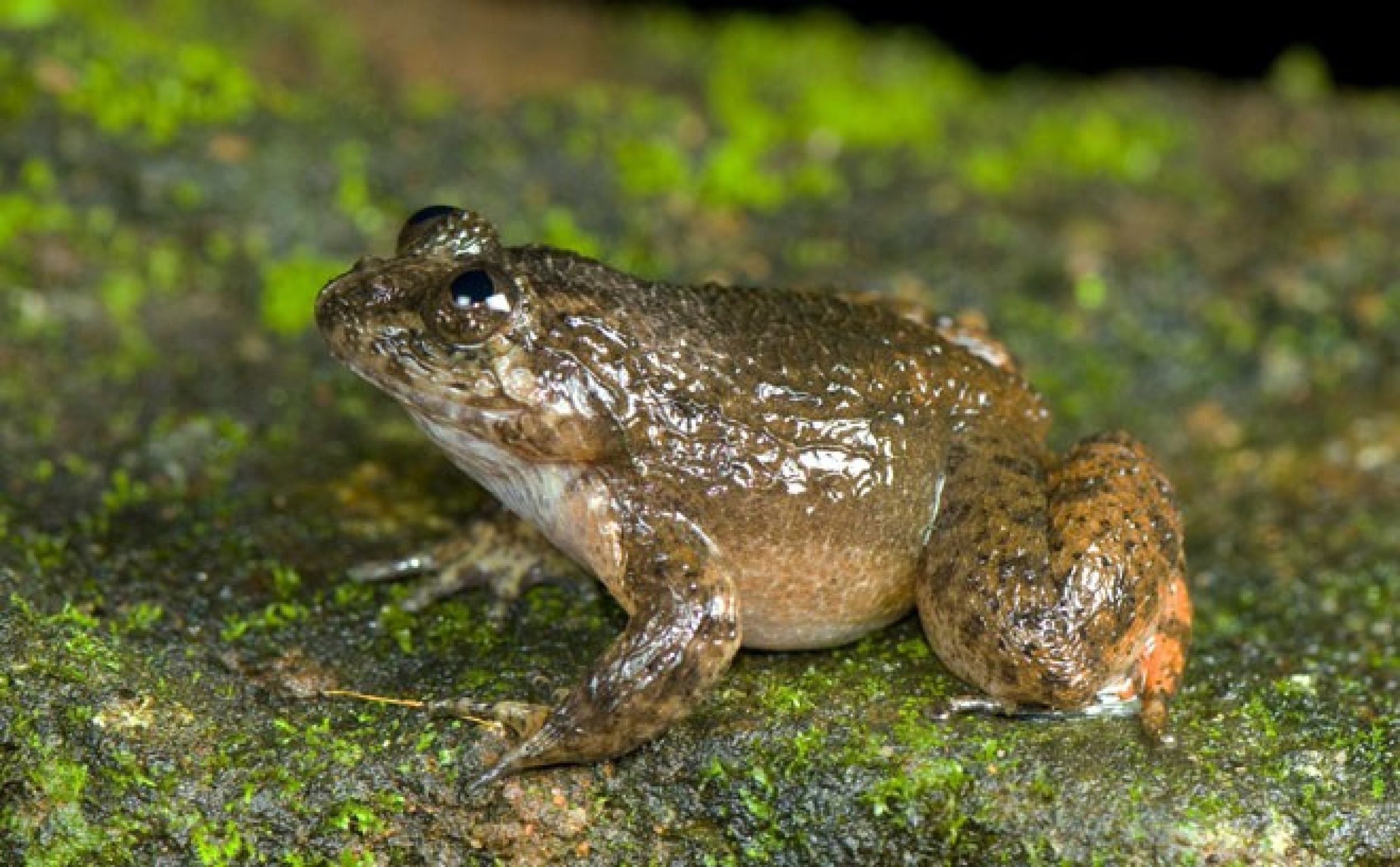 Periyar night frog