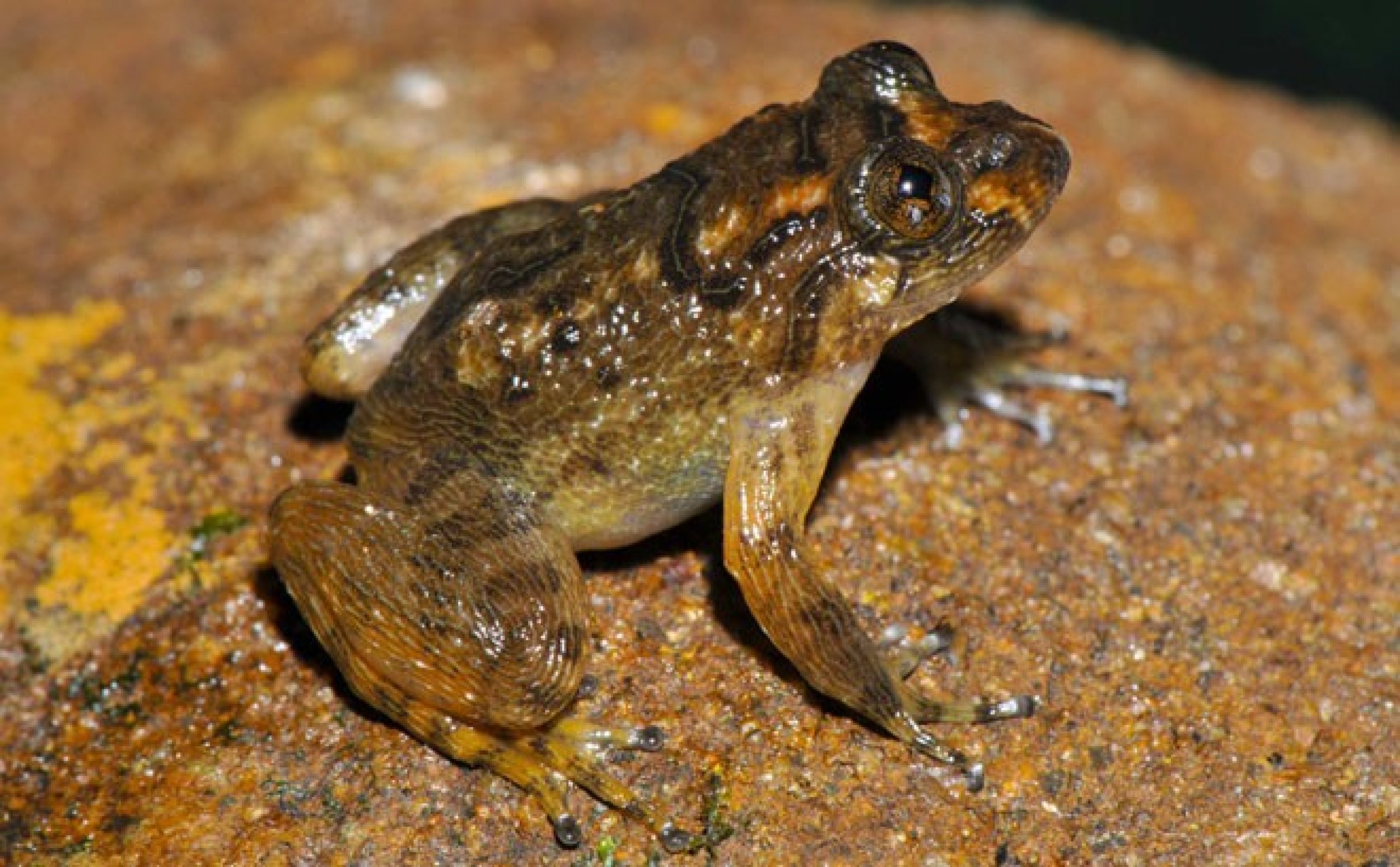 Pillais night frog