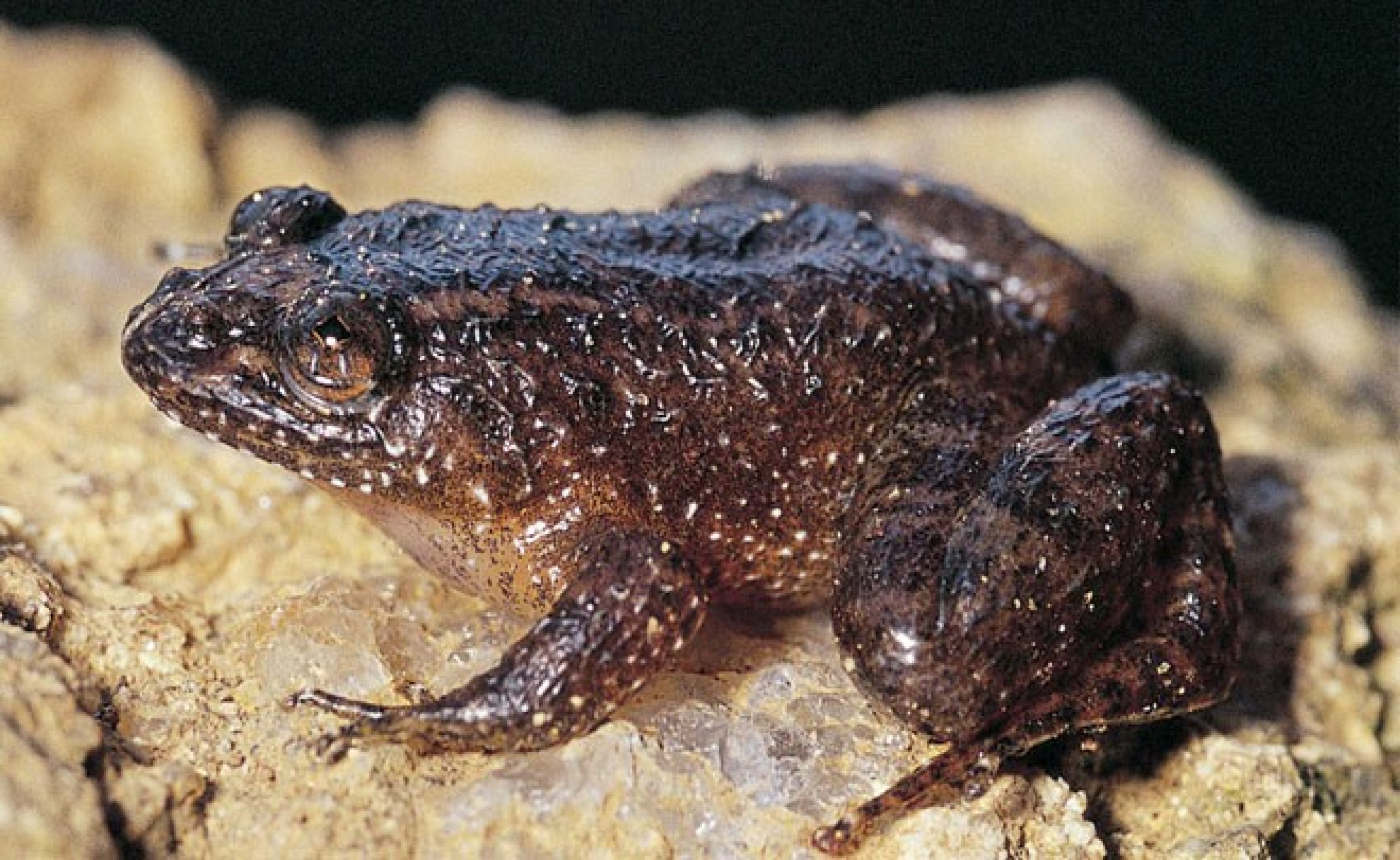 Shiradi-night-frog