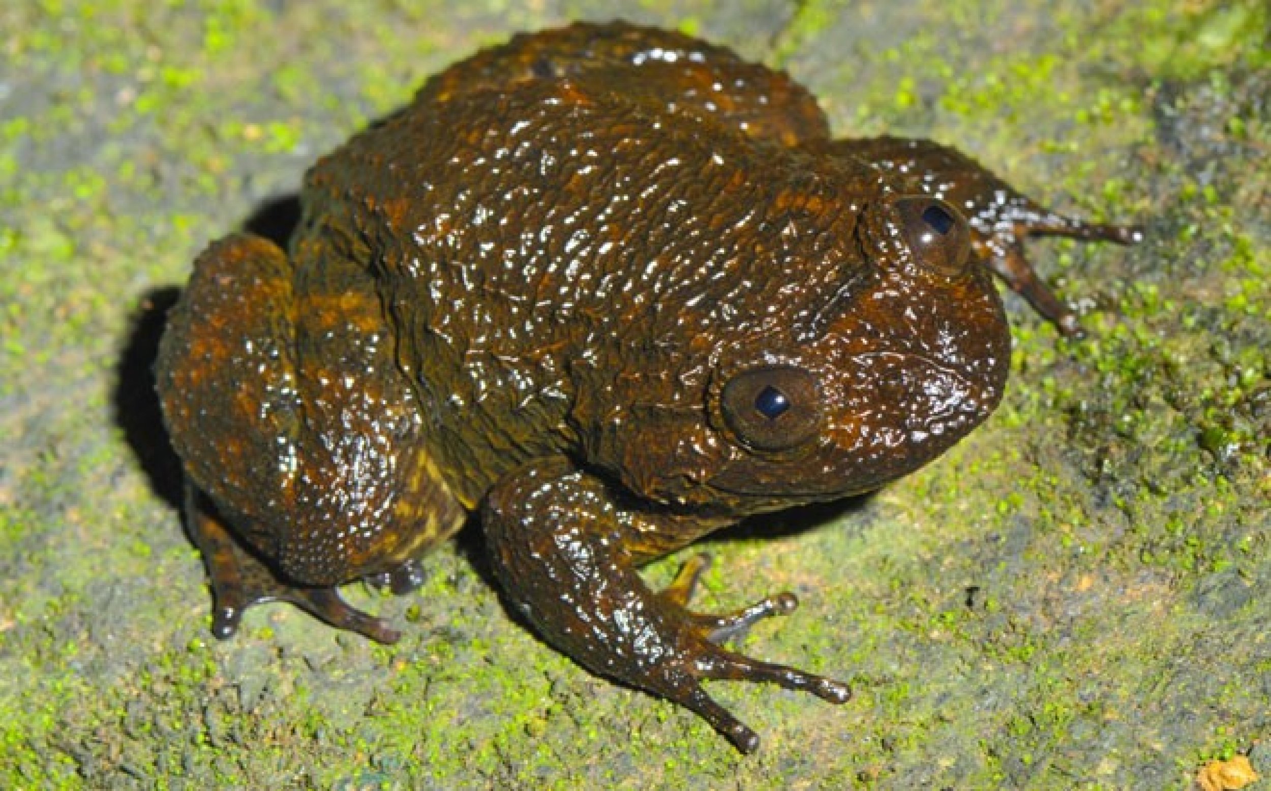 Spinular night frog