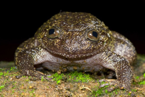 Wayanad night frog