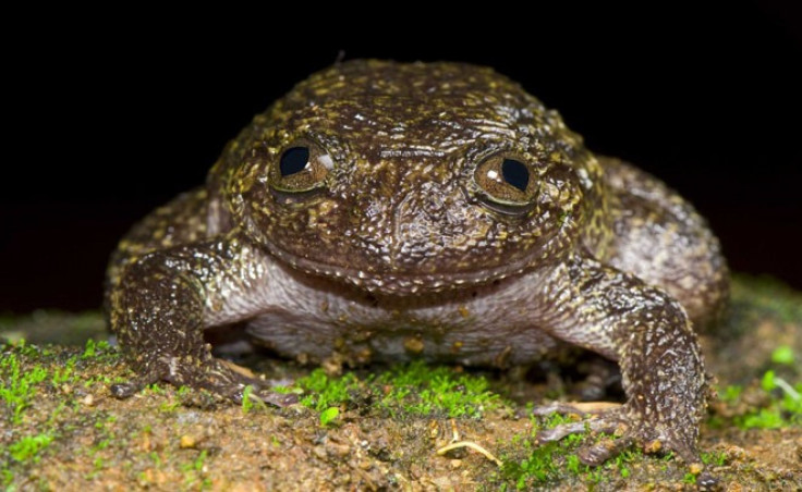 Wayanad night frog