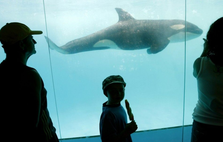Visitors to Vallarta Adventure park in Nuevo Vallarta in Mexico watch month-old orphan killer whale Pascuala