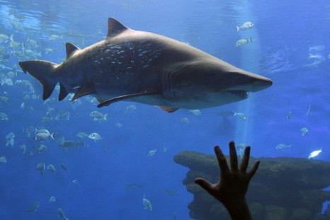 A shark is seen swimming in an aquarium on the Spanish island of Mallorca