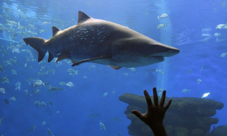 A shark is seen swimming in an aquarium on the Spanish island of Mallorca