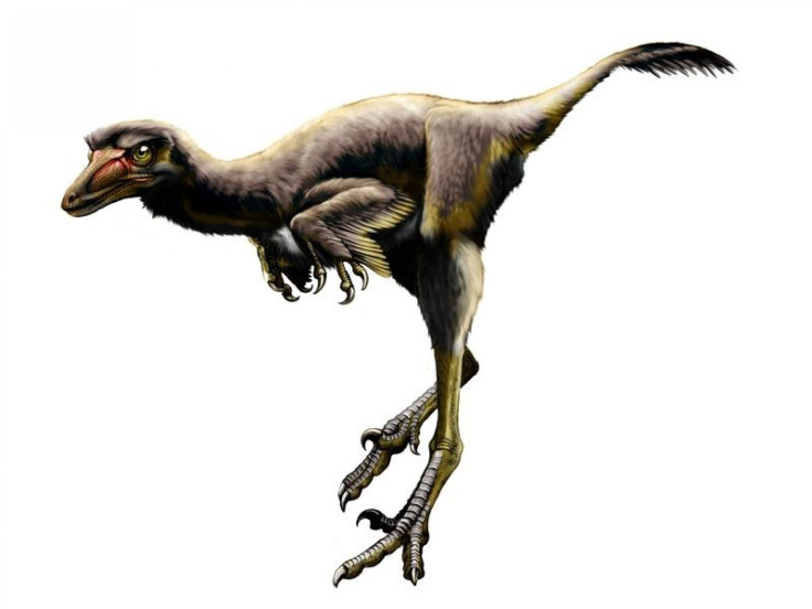 Raptor Fossil