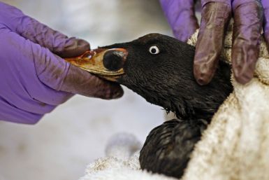 An oil soaked bird undergoes a medical examination at The International Bird Rescue Research Center in Cordelia