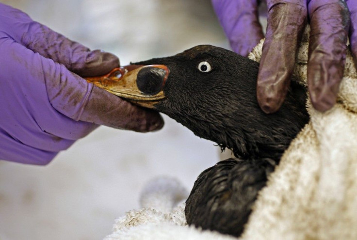 An oil soaked bird undergoes a medical examination at The International Bird Rescue Research Center in Cordelia