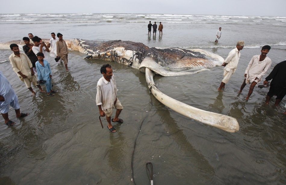 Dead Whale Carcass washes up at Karachi Beach