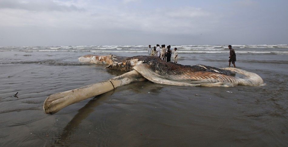 Dead Whale Carcass washes up at Karachi Beach