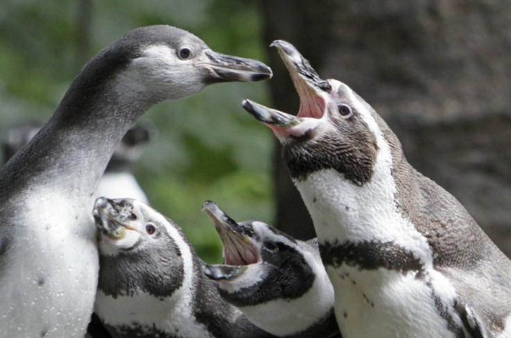 Penguins