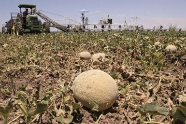 Farm workers harvest cantaloupe in Arizona