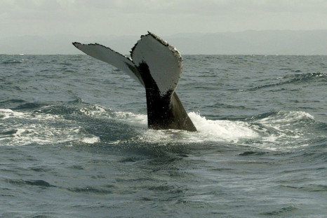 The Fin of a Whale