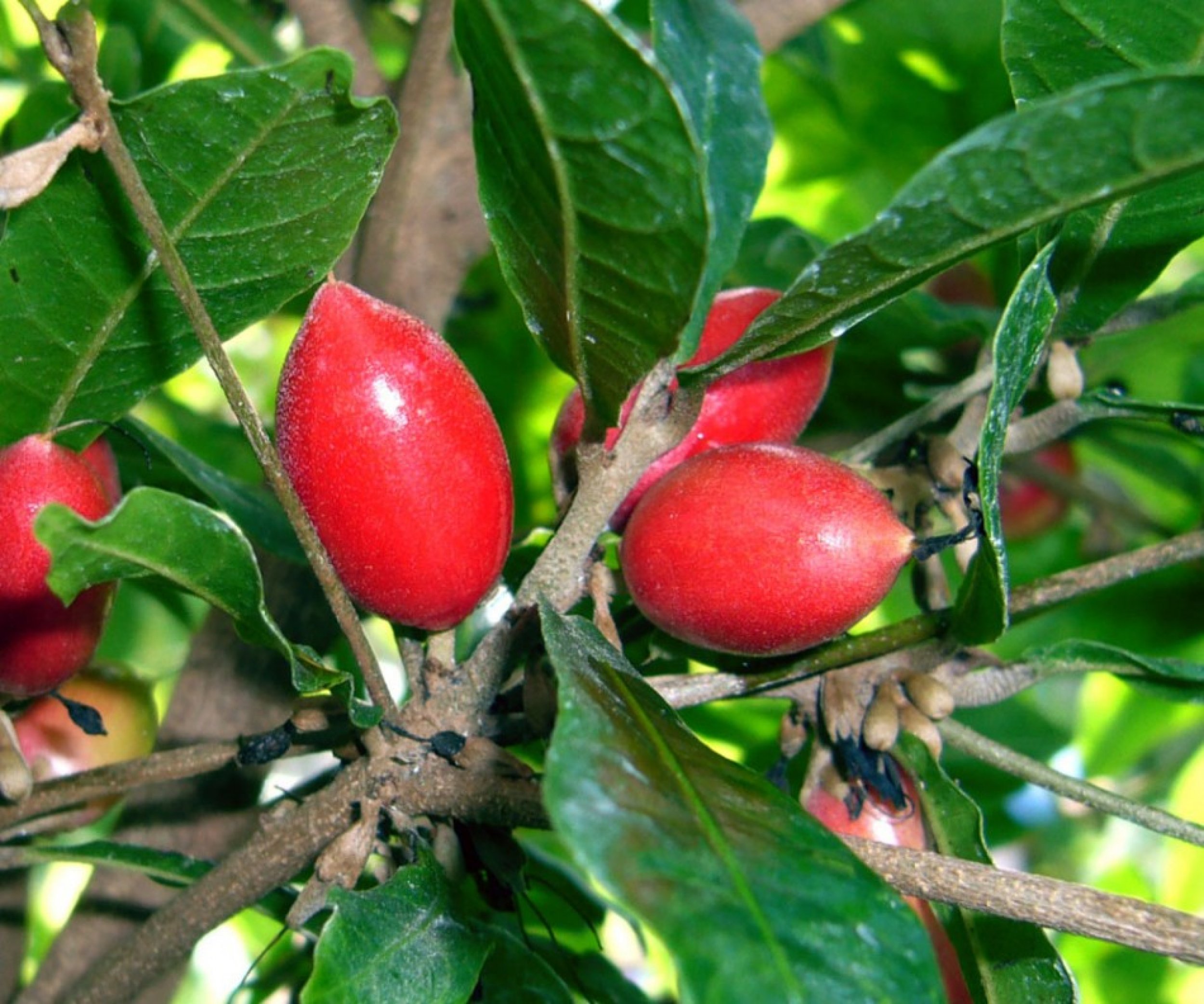 Фруктовое чудо. Магический фрукт – синсепалум. Synsepalum dulcificum. Магический фрукт (Synsepalum dulcificum). Синсепалум полусердцевидный.