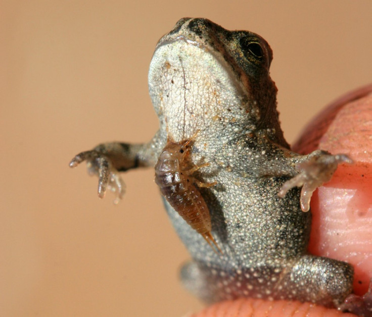 Killer beetle larva attaches itself to its much larger amphibious victim.