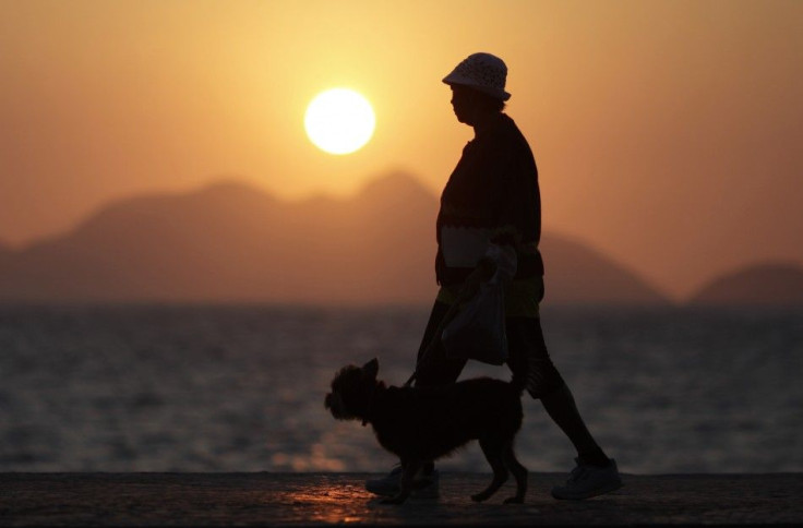 Australian vets have successfully treated arthritic dogs with stem cell rejuvenation