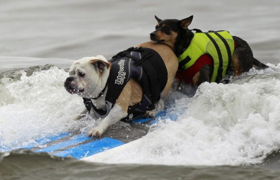 Dog Surfing Competition Breaking Waves and Breaking Records
