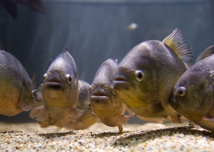 Piranhas