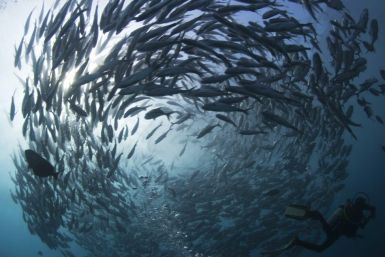 Global warming could result in shrinking body size of fish and other instability in marine ecosystem and aquatic animals.