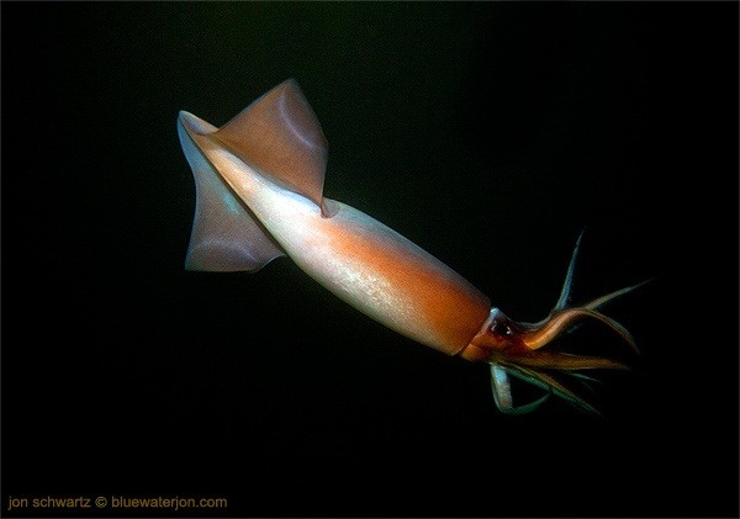 Humboldt Squid Invades Southern California Beaches