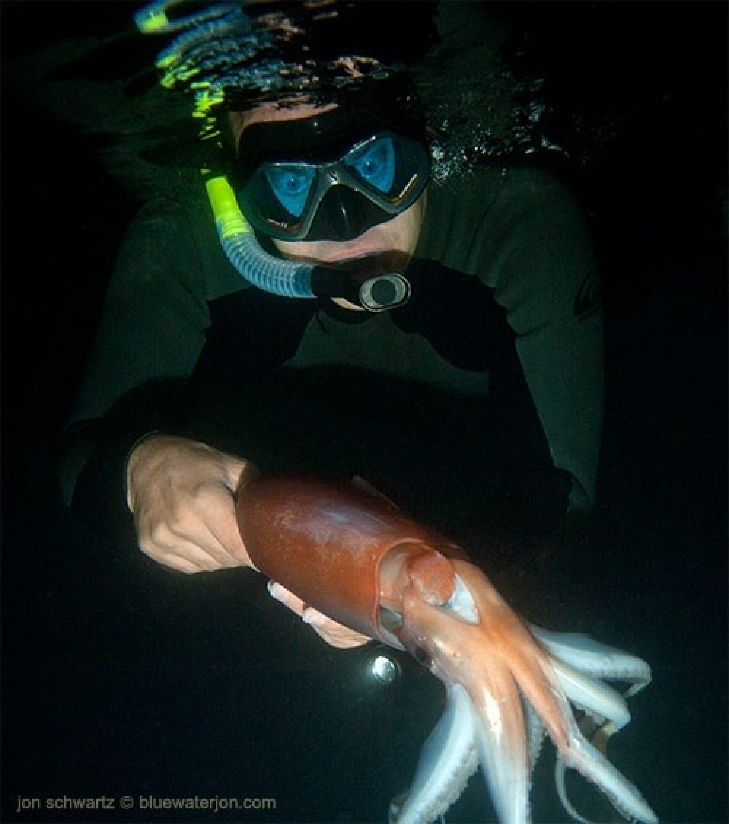 Humboldt Squid Invades Southern California Beaches