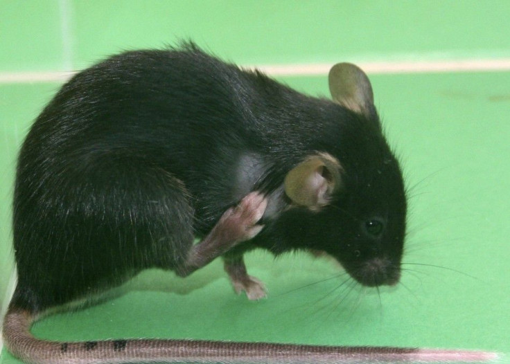 An itching mouse is seen in this undated handout photo