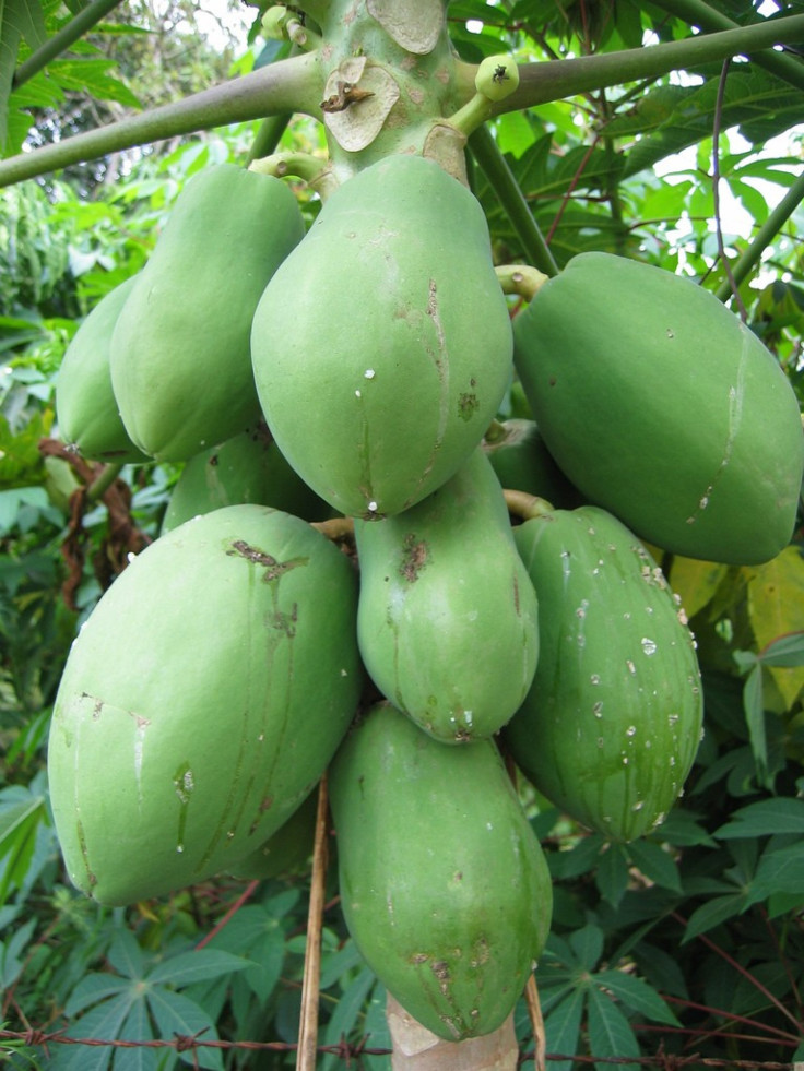 A Pawpaw tree