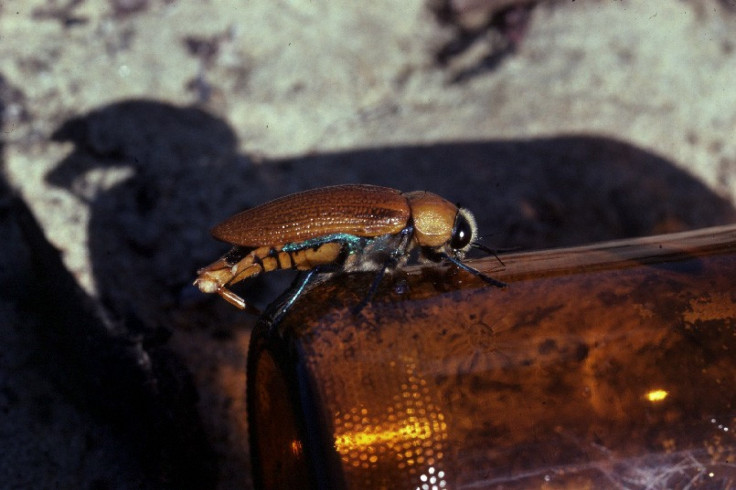 A male Australian jewel beetle attempts to mate with a &quot;stubby&quot; beer bottle.