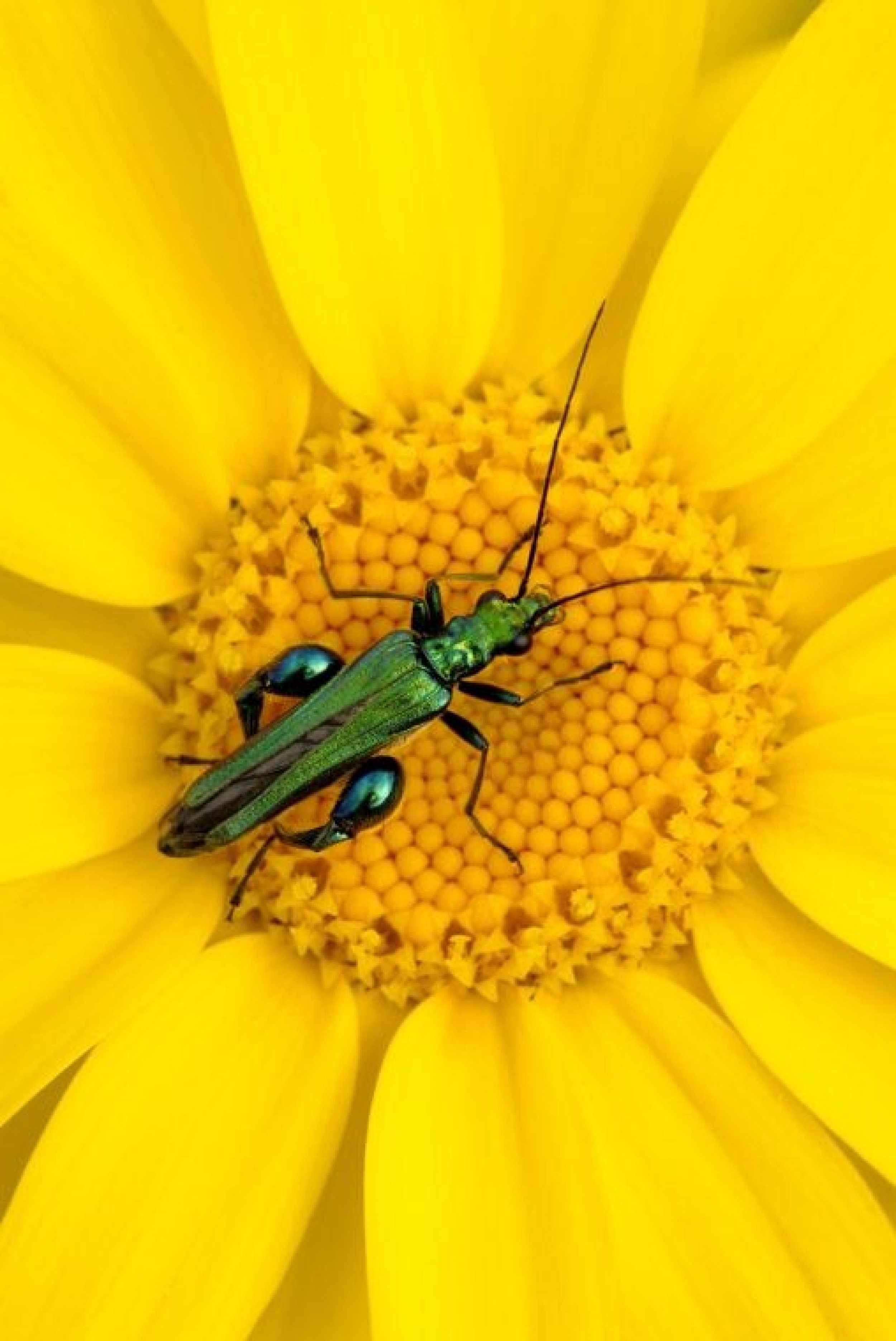 Thick-legged Flower Beetle on Corn Marigold