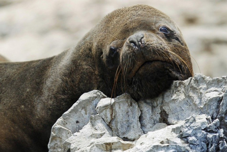 A sea lion is seen at Isla de Asia