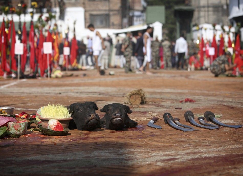 Sliced heads of water buffalos are seen lying on the ground after being sacrificed during the Dasain festival in Kathmandu