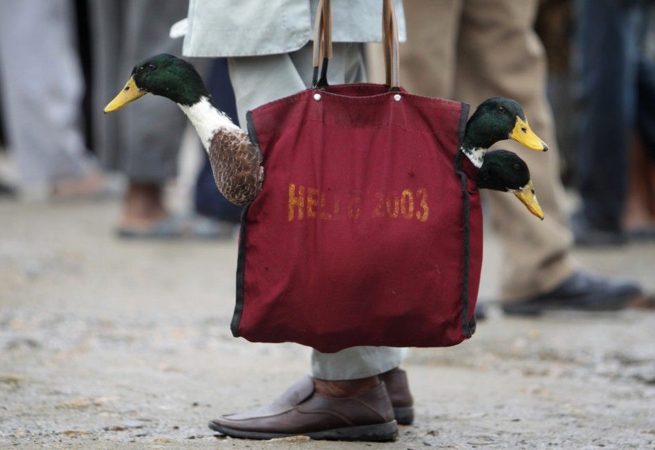 A man carries in a shopping bag ducks to be sacrificed at a livestock market in Kathmandu