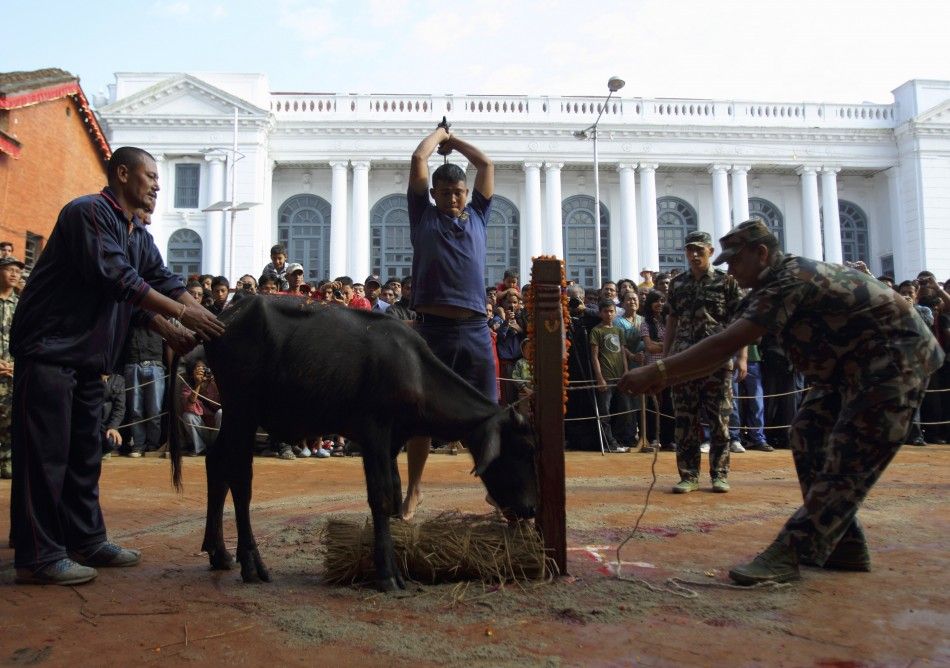 A Hindu man slaughters a water buffalo at a sacrificial ceremony during the Dasain festival in Kathmandu