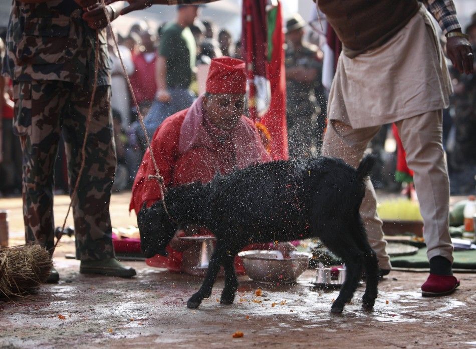 indus prepare a goat for sacrifice during the Dasain festival in Kathmandu